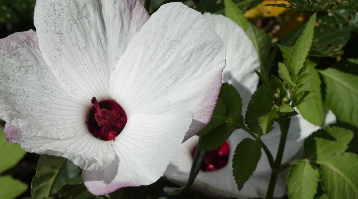Primer plano de una gran flor tropical blanca con un ojo carmesí profundo en el centro.  Otra flor crece entre follaje verde con bordes dentados en el fondo borroso.