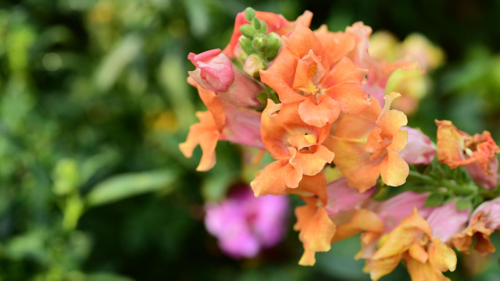 Un primer plano de Snapdragon con vistosas flores tubulares de color naranja.  El racimo de flores está unido al tallo erguido y resistente.  Hay otras plantas verdes en el fondo borroso.