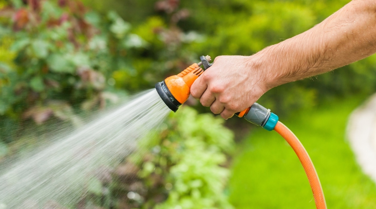 Un hombre sostiene una manguera de agua en la mano y la apunta a las plantas de su jardín.  El agua salpica desde la manguera y puede verse como gotas que salpican el aire. 