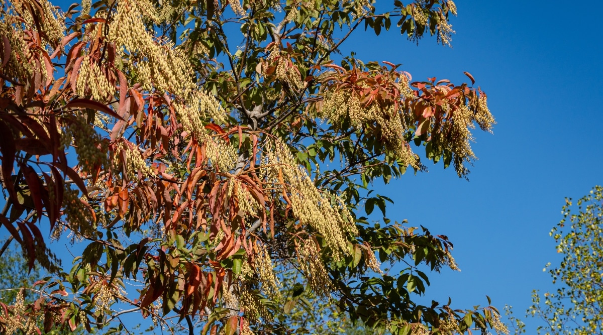 Este árbol Sourwood se yergue alto y orgulloso, mostrando sus impresionantes hojas rojas contra el cielo azul claro.  Sus ramas están adornadas con racimos de semillas de color amarillo brillante.  Detrás de él, un grupo de frondosos árboles verdes proporciona un impresionante telón de fondo para este magnífico árbol.