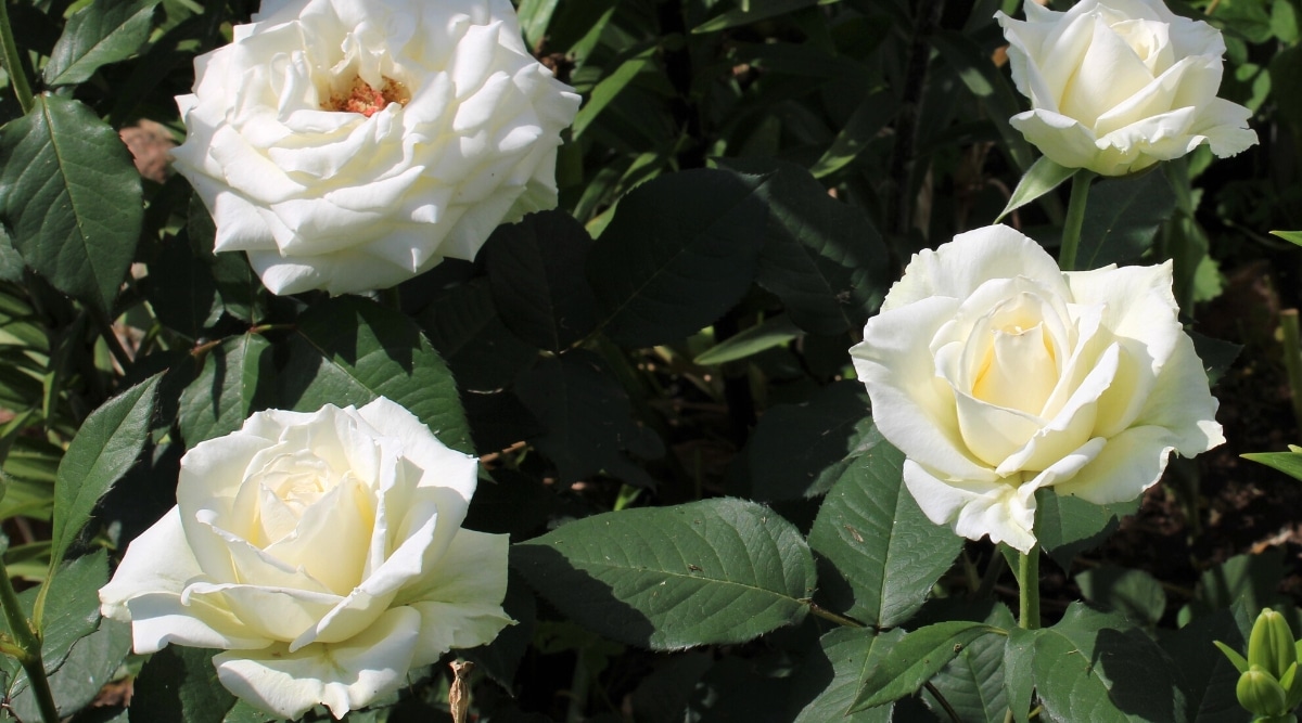 Primer plano de un floreciente rosal 'Pascali' en el jardín.  El arbusto es grande, exuberante, consiste en tallos verticales cubiertos con grandes hojas pinnadas compuestas de hojas ovaladas de color verde oscuro.  Las flores son grandes, dobles, consisten en pétalos blancos redondeados.