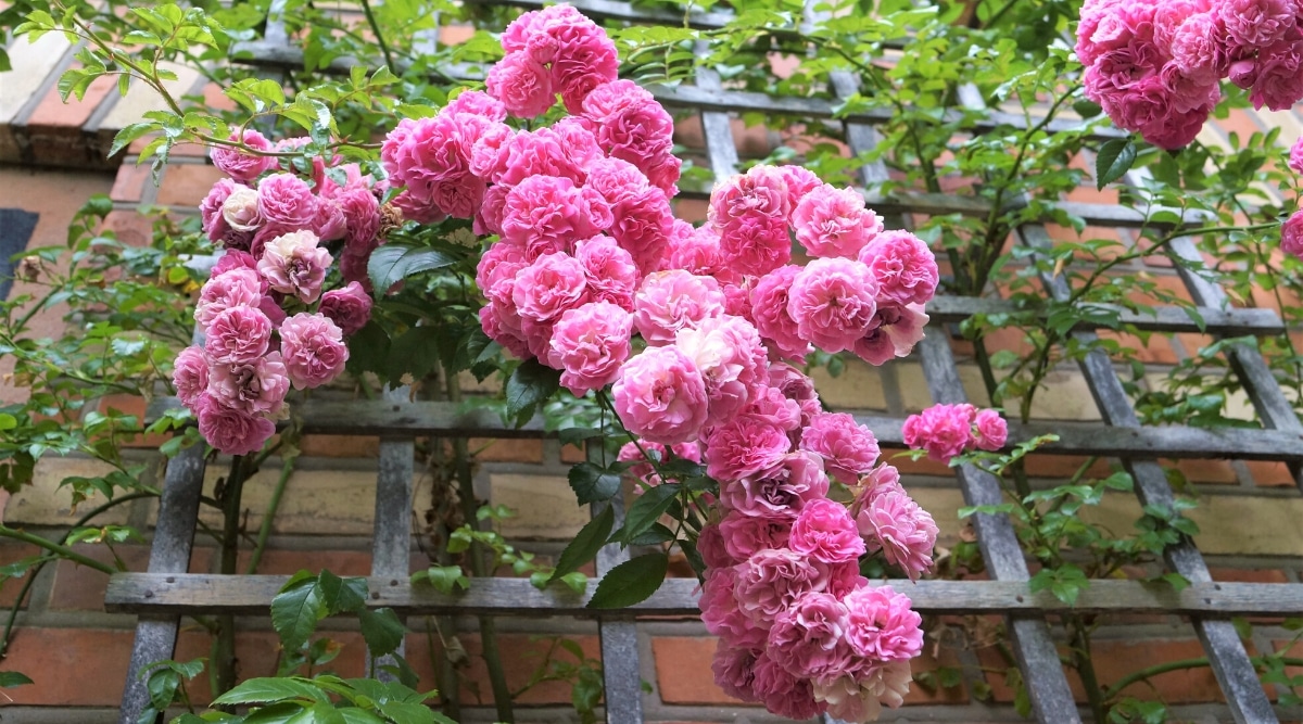 Primer plano de un rosal trepando por la casa con un fondo borroso.  El arbusto tiene tallos trepadores cubiertos con hojas pinnadas pequeñas y complejas de color verde oscuro y racimos de flores rosadas dobles.