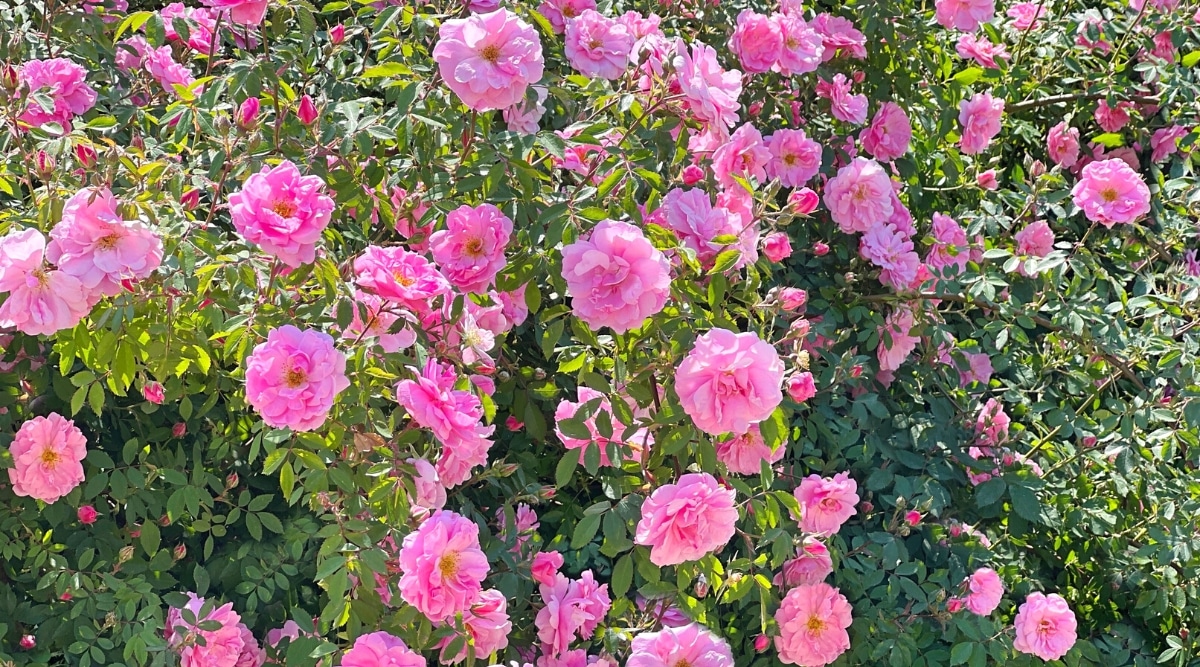 Primer plano de un rosal en flor en un jardín soleado.  El arbusto es grande, exuberante, cubierto con pequeñas hojas de color verde oscuro con bordes dentados y exuberantes flores dobles, que consisten en muchas capas de pétalos rosados ​​​​ligeramente ondulados.