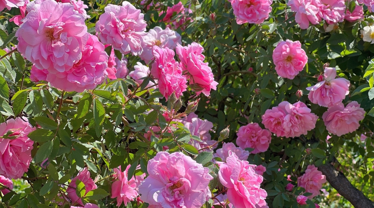 Rose floreciendo en un soleado jardín de verano.  El arbusto es grande, consta de muchas ramas con hermosas hojas de color verde oscuro con bordes dentados y flores pequeñas, exuberantes, de color rosa suave con pétalos ligeramente ondulados y estambres dorados.