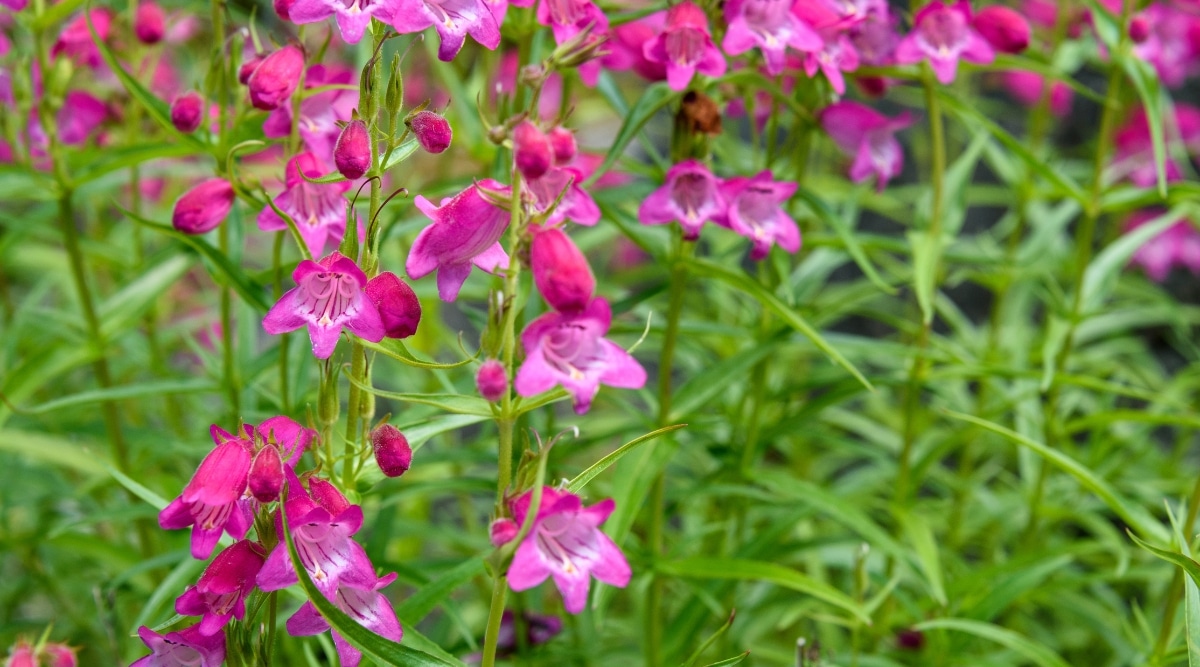 Un primer plano de las flores Beardtongue que son de un tono rosa claro y tienen una forma de trompeta distintiva.  Las hojas son estrechas y tienen un color verde intenso con un ligero tinte plateado.  Las ramas son delgadas y delicadas, pero lo suficientemente resistentes como para soportar el peso de las flores.