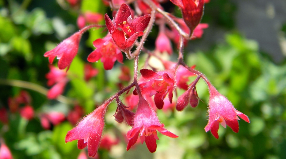 Un primer plano de flores de campana de coral que tienen forma de campana, son delicadas y de color rojo rosado.  Sus ramas son delgadas, ásperas y de color rojo oscuro, hay plantas verdes en el fondo borroso.