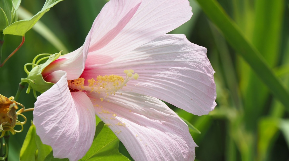 Y  El primer plano de una flor de H. grandiflorus con hojas revela una llamativa floración con un centro blanco brillante y pétalos de color rosa pálido que se oscurecen gradualmente hacia los bordes.  Las hojas circundantes son brillantes, puntiagudas y de color verde intenso.
