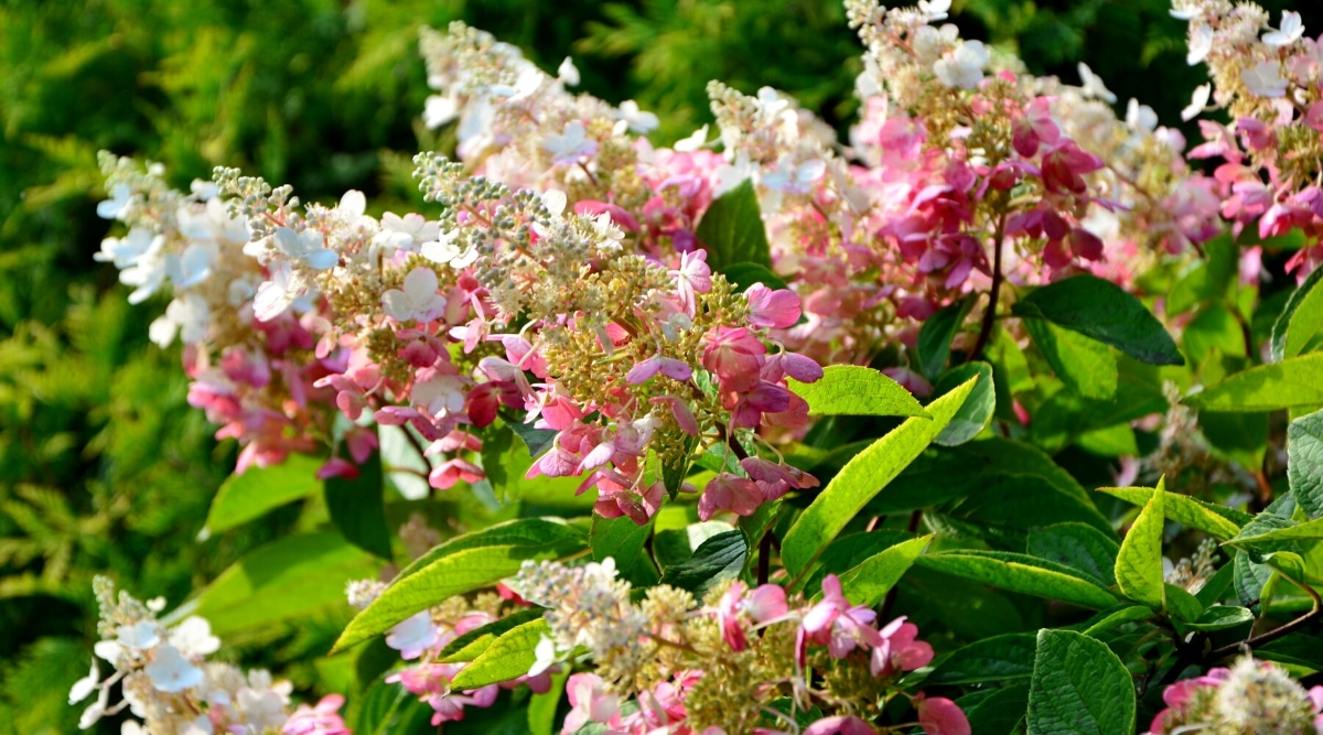 Primer plano de un floreciente arbusto de hortensias 'Pinky winky' en un jardín soleado.  La planta tiene panículas grandes, sueltas y en forma de cono de flores estériles de color rosa por debajo y blanco cremoso por encima.