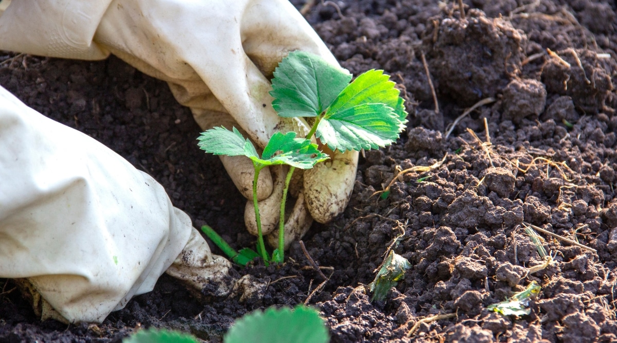Se muestra a un hombre con guantes blancos mientras planta un brote de fresa con pequeñas hojas verdes y tallos delgados en el suelo oscuro.  Está sujetando con cuidado el brote y plantándolo a una profundidad adecuada en el suelo. 