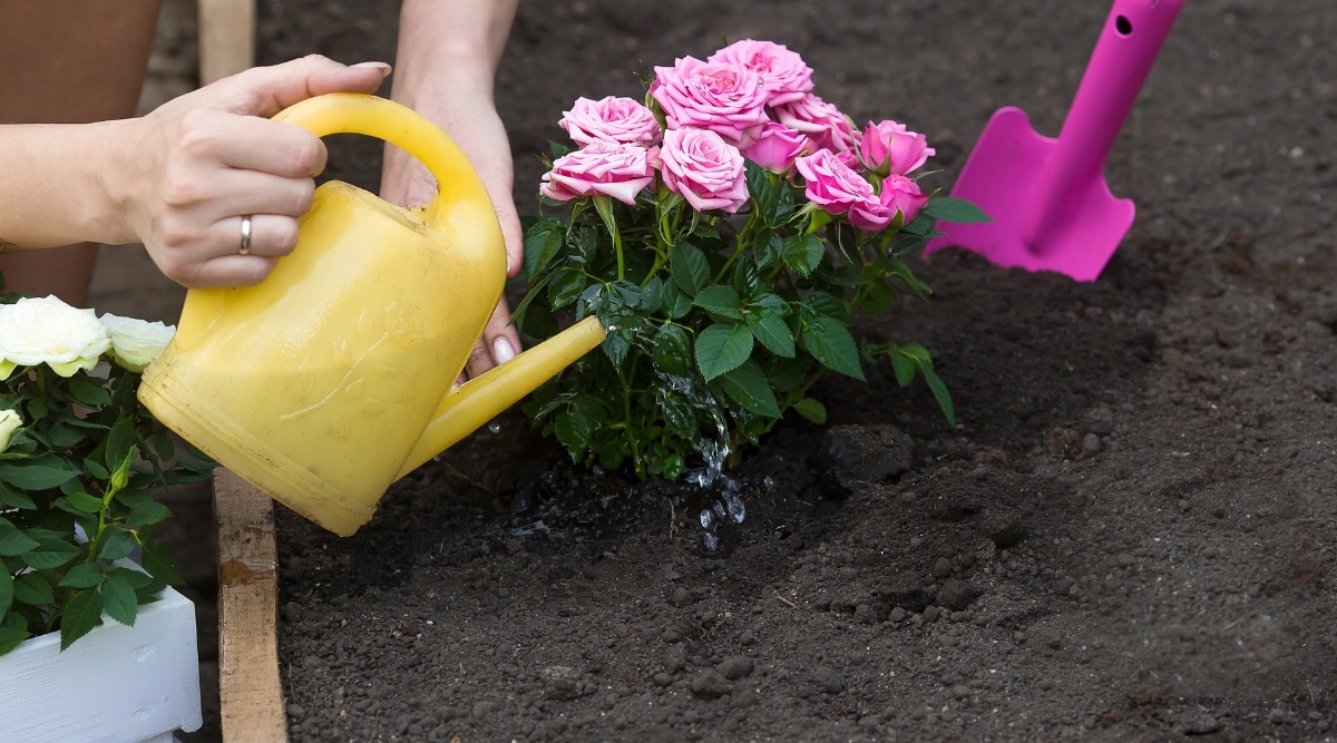 Una mujer que lleva un anillo en el dedo está regando una rosa con una pequeña regadera amarilla.  La planta tiene flores rosadas grandes y hermosas y hojas pequeñas de color verde oscuro.  Una pequeña pala rosa se encuentra enclavada en el suelo marrón.