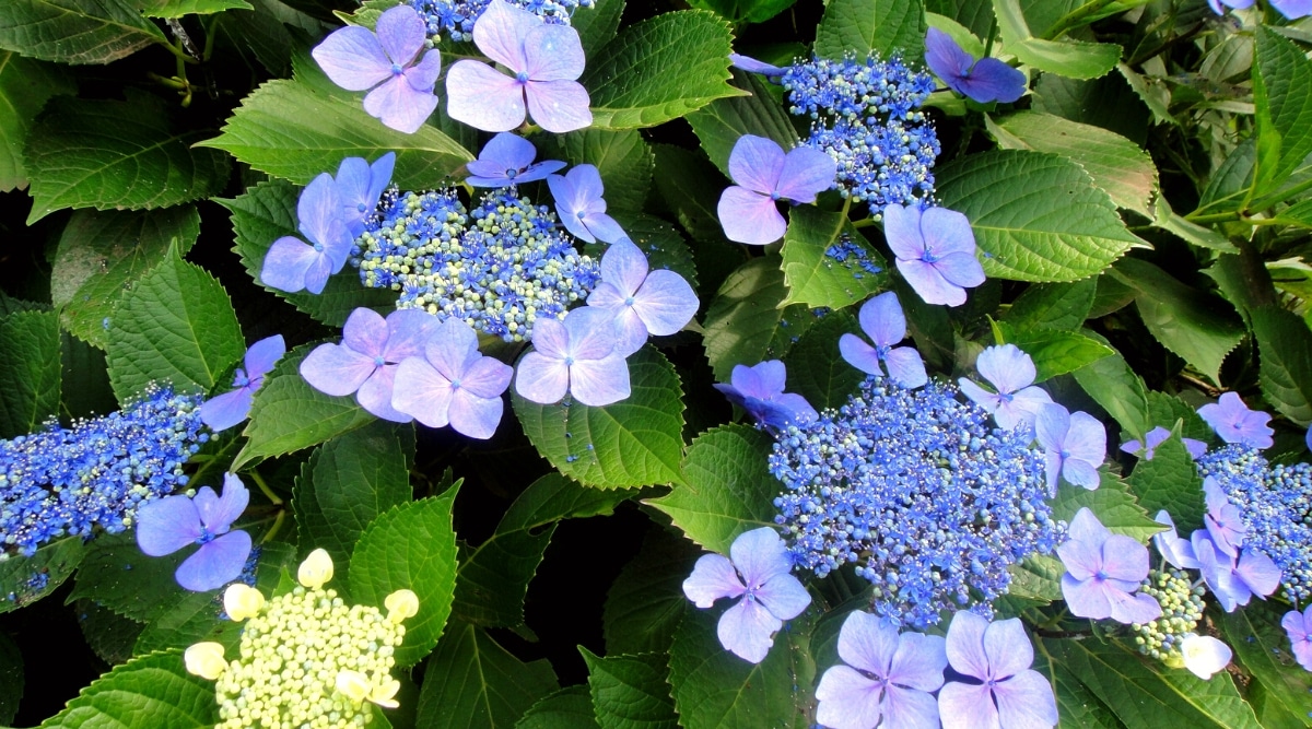 Primer plano de un floreciente arbusto de hortensia 'Pop star' en un jardín soleado.  El arbusto es exuberante, tiene hermosas inflorescencias redondas de encaje que consisten en flores fértiles de color verde azulado en el centro, que están rodeadas de grandes flores estériles de color azul púrpura.  Las hojas son grandes, en forma de corazón, de color verde oscuro, con bordes dentados y puntas puntiagudas.