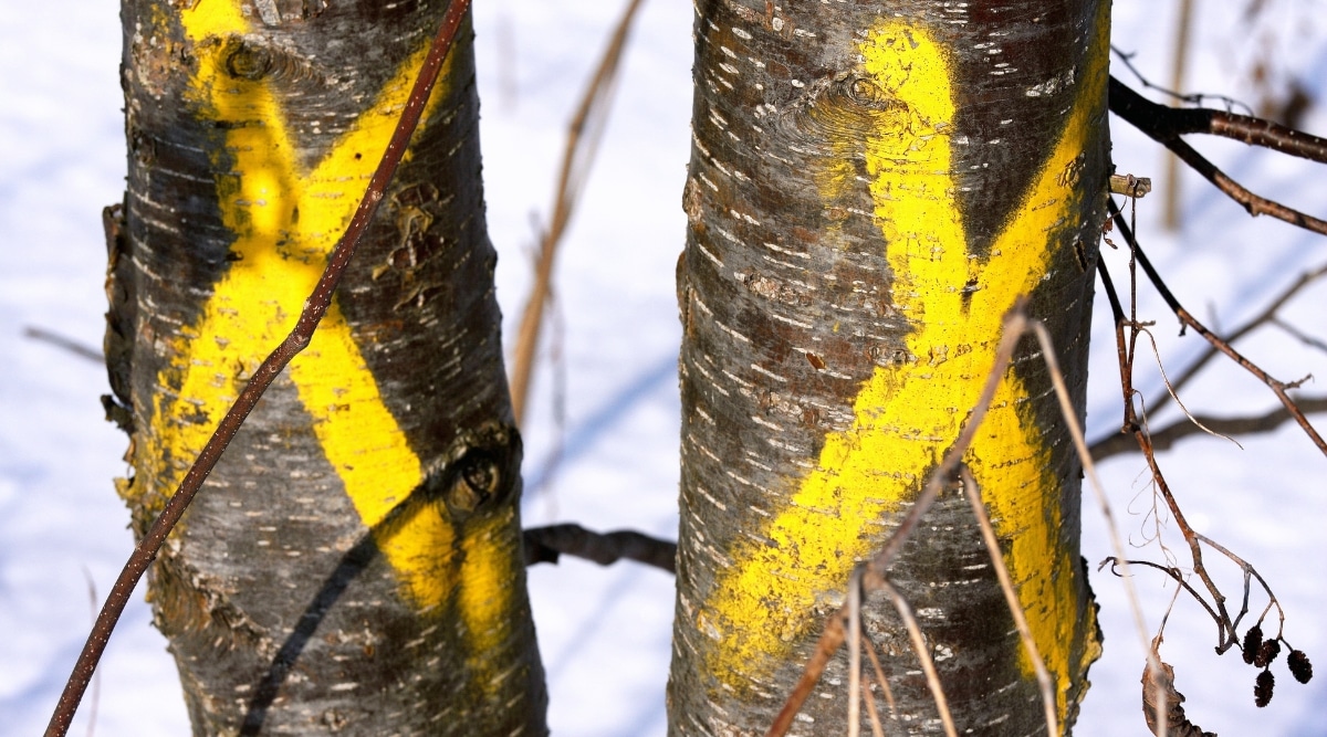 Dos troncos de árboles con marcas horizontales contra una corteza lisa y oscura, cada uno marcado con una X pintada de amarillo brillante. Hay nieve en el suelo en el fondo borroso.