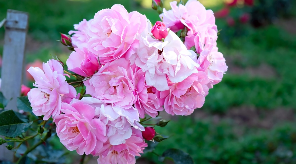 Primer plano de una rama floreciente de la rosa 'Pretty Polly Lavender' en el jardín.  La rosa tiene racimos de pequeñas flores dobles de color rosa lila con pétalos ligeramente ondulados.