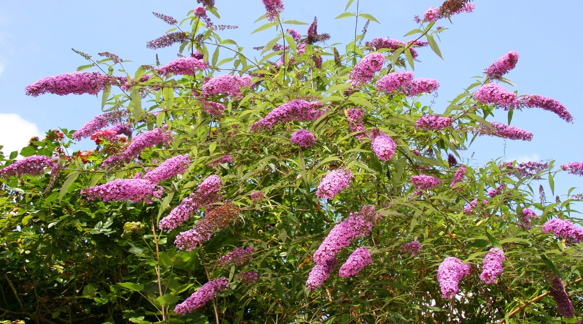 Butterfly Bush presenta hermosas flores rosadas que tienen formas largas y tubulares y bordes con volantes.  Las hojas de la planta son alargadas, ligeramente puntiagudas y de color verde.  Las ramas son leñosas y robustas.