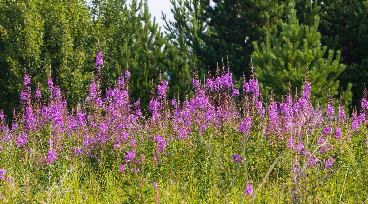 Varias plantas de Fireweed presentan flores que tienen un color rosado-púrpura.  Estas flores tienen tallos altos y delicados con largas hojas verdes que crecen en ellos.  En el fondo, grandes árboles verdes se suman a la belleza natural del fireweed.