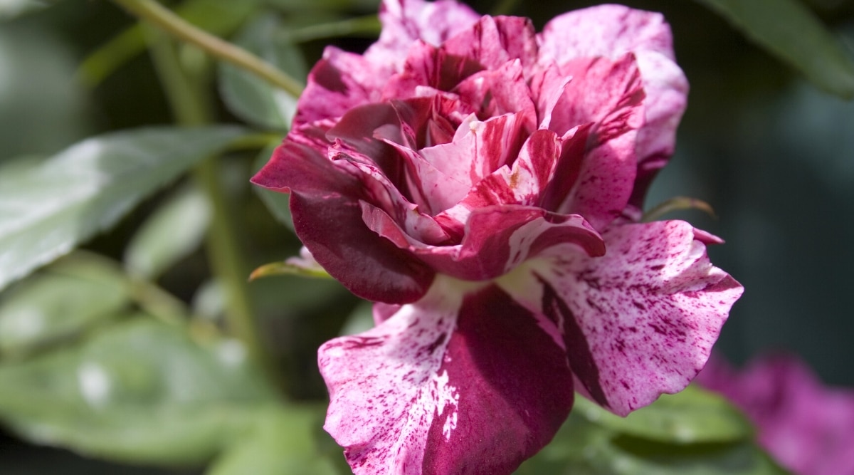 Primer plano de una rosa floreciente 'Purple Tiger' contra un fondo borroso de follaje verde oscuro brillante.  La flor es grande, doble, con un coloración única de rayas moradas y blancas, cada pétalo está enmarcado por un tono rosa brillante.