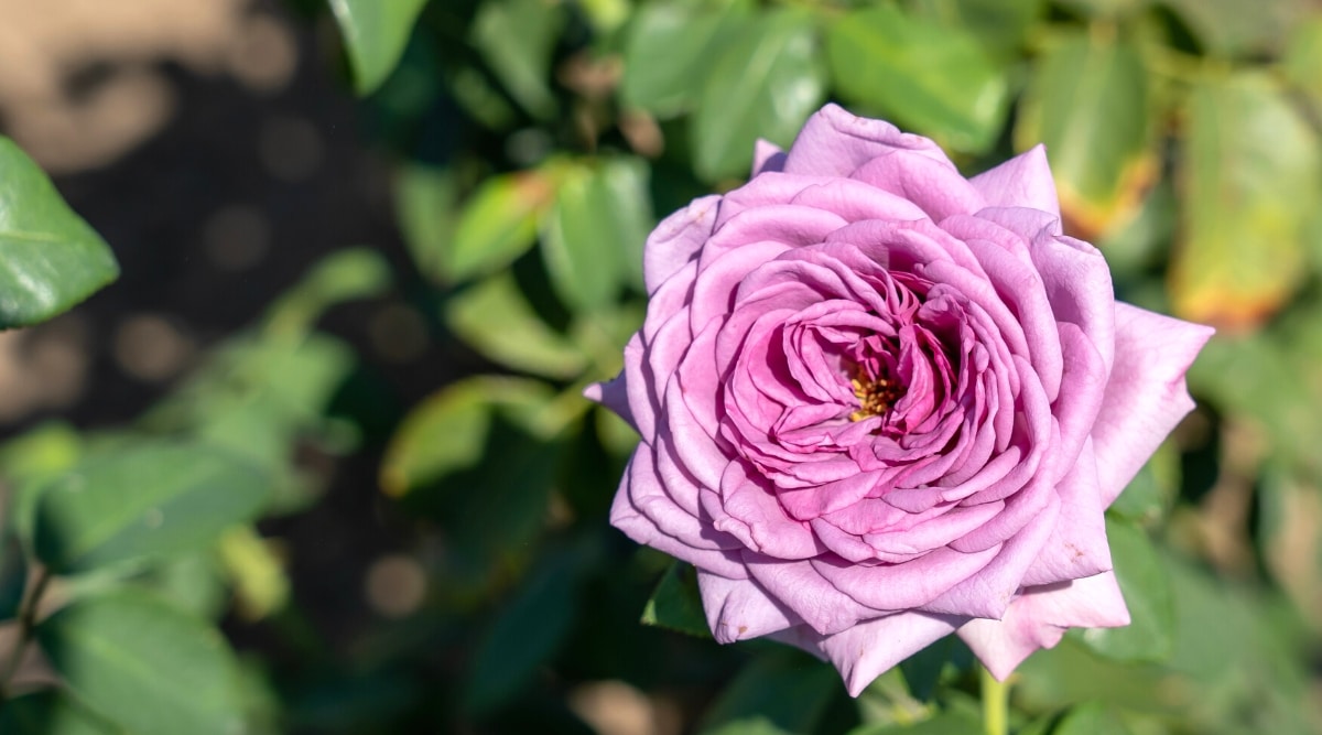 Primer plano de un floreciente rosal 'Quicksilver' contra un fondo borroso de follaje verde.  La flor es grande, doble, tiene una combinación de colores única de lavanda ahumada y gris plateado.