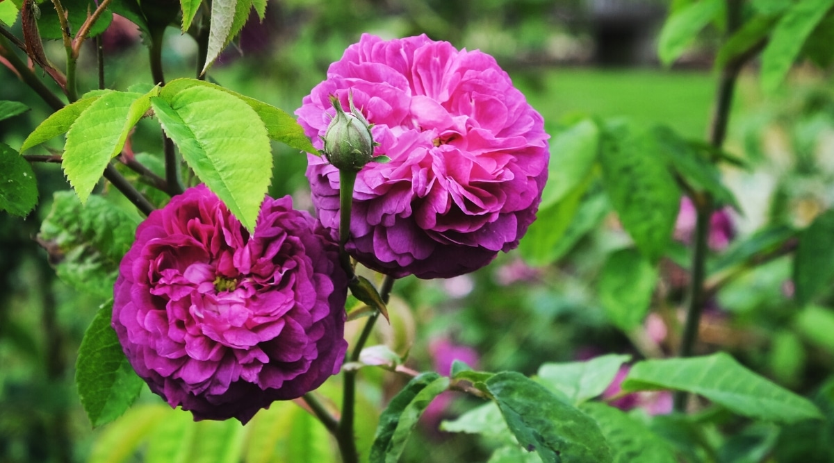 Primer plano de un rosal floreciente 'Reine des Violettes' en el jardín.  La rosa tiene flores dobles de color púrpura oscuro, la forma clásica de una antigua rosa de jardín con forma de copa y pétalos con volantes.