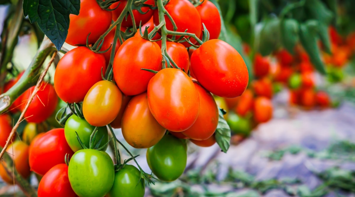 Un primer plano de tomates Roma o para salsa con frutos oblongos y ligeramente aplanados, de color rojo brillante y piel suave.  Las ramas son gruesas y robustas, cubiertas de hojas grandes y sanas que dan mucha sombra a la fruta.