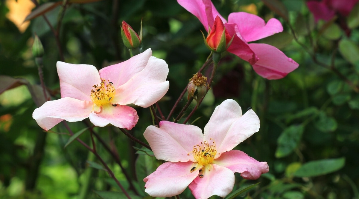 Primer plano de rosas 'Mutabilis' en flor contra un fondo frondoso borroso.  Las flores son pequeñas, solitarias, tienen cinco pétalos redondeados de tonos rosa pálido y rosa intenso, dispuestos alrededor de estambres amarillos.