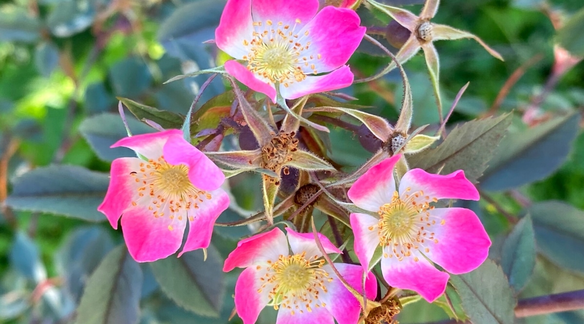 Primer plano de un rosal floreciente 'Rosa Glauca' en el jardín.  El arbusto tiene flores individuales de rosa a violeta claro.  Las flores tienen cinco pétalos y estambres de color amarillo brillante.  Las hojas son pinnadas, de color verde azulado, y tienen una textura ligeramente peluda.