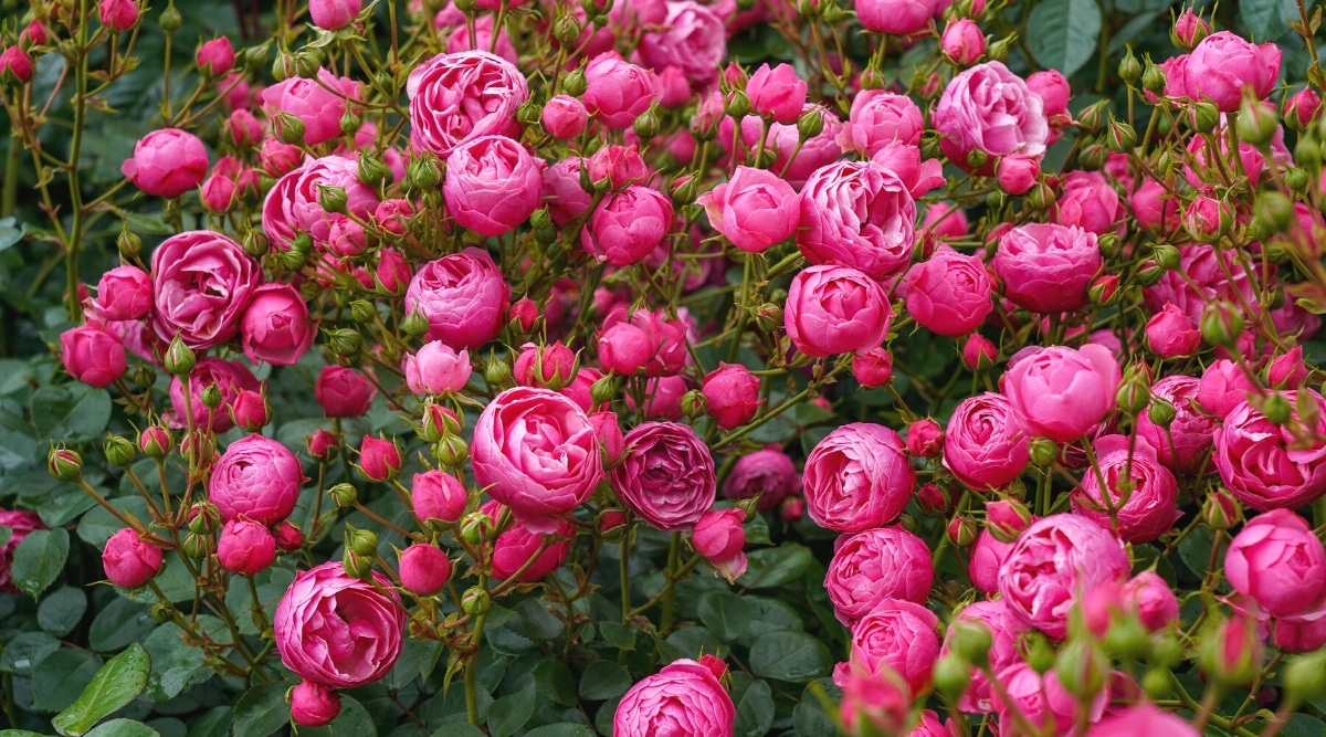 Primer plano de un exuberante arbusto de rosa floreciente 'Pomponella' en el jardín.  Rose 'Pomponella' tiene flores dobles pequeñas, parecidas a pompones, que varían en color desde el rosa claro hasta el púrpura oscuro.  Las flores se recogen en inflorescencias.