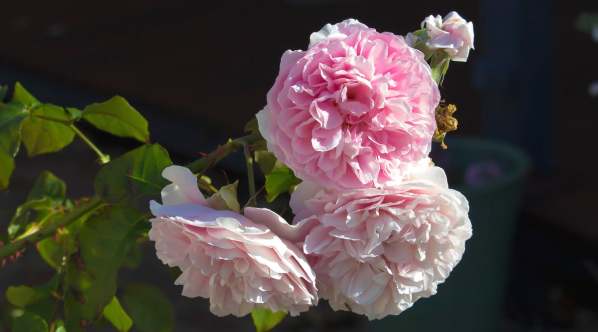 Primer plano de una rosa floreciente 'Cécile Brunner' en un jardín soleado, contra un fondo oscuro y borroso.  La rosa tiene racimos de flores esponjosas de tamaño mediano con pétalos dobles con volantes en un suave rosa chicle.