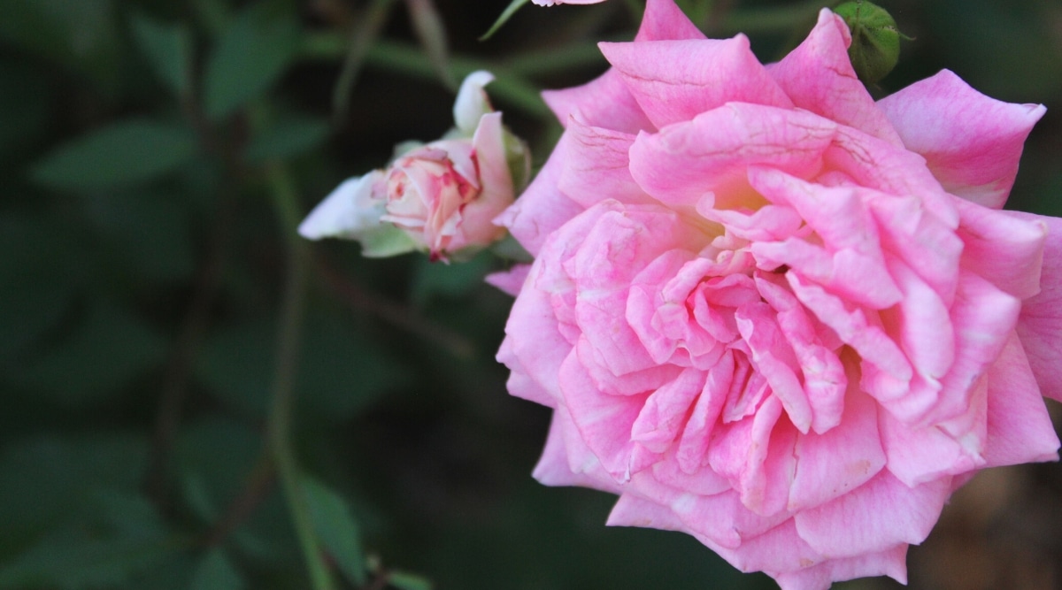 Primer plano de una flor de rosa 'Georgetown Tea' contra un fondo verde oscuro borroso.  La flor es doble, de color rosa medio en el centro y los pétalos exteriores son de un rosa más intenso.  Los pétalos están perfectamente puntiagudos, lo que les da una apariencia de estrella.