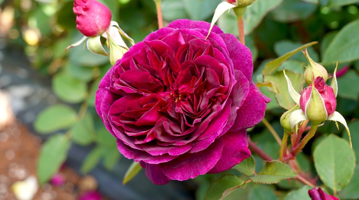 Primer plano de una rosa floreciente 'Munstead Wood' en el jardín.  Rose 'Munstead Wood' tiene pétalos de color carmesí oscuro y aterciopelado y flores profundamente ahuecadas.  Las hojas de esta rosa inglesa son exuberantes y verdes.