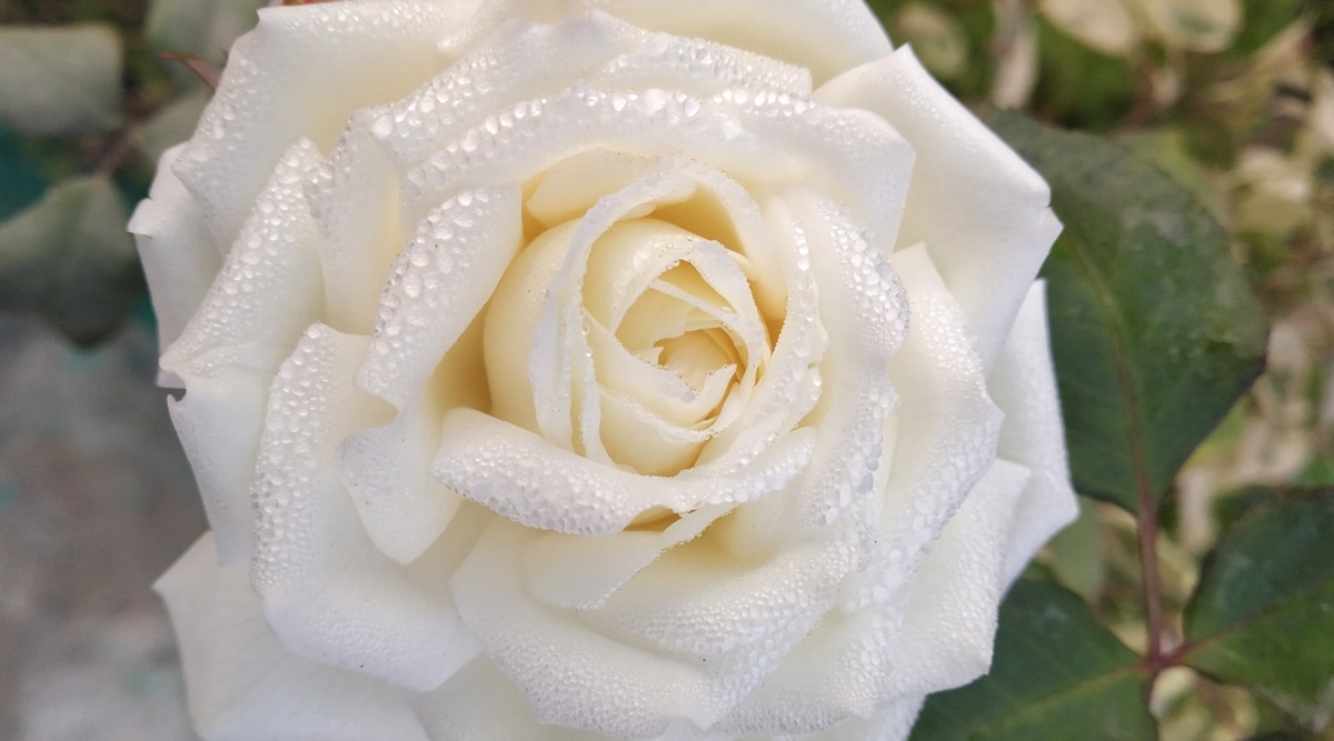 Primer plano de una rosa floreciente 'Soncy' contra un fondo borroso.  La flor es grande: exuberante, de color marfil, con bordes de los pétalos ligeramente rizados.  Los pétalos están cubiertos de gotas de rocío.
