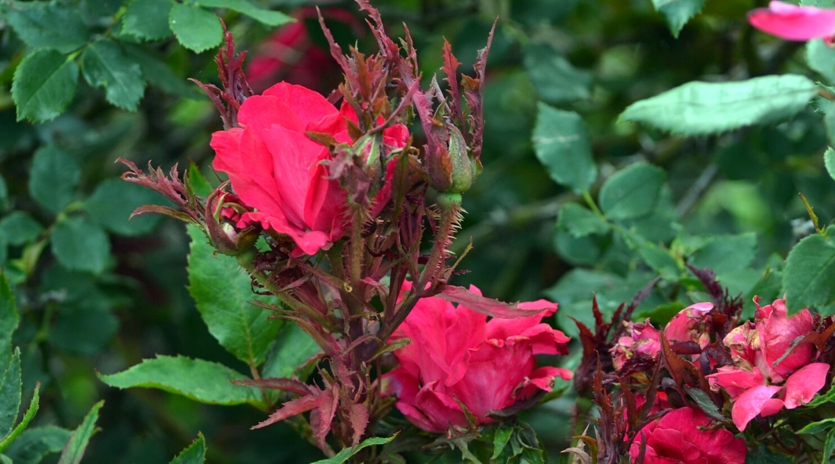 Un primer plano de una planta de rosas con la enfermedad Rose Rosette.  Sus flores rosadas vibrantes parecen saludables, pero la planta afectada tiene un crecimiento anormal y decoloración.  La enfermedad hizo que la planta produjera múltiples tallos delgados con crecimiento espinoso.  Otras hojas de rosas verdes se pueden ver en el fondo.