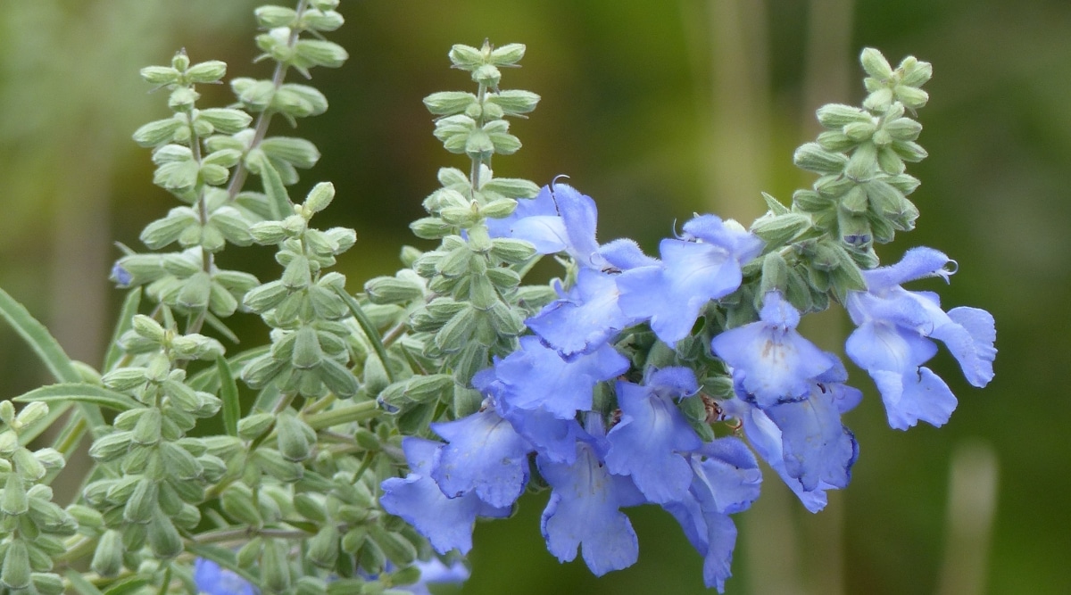 Primer plano de Salvia Azul con hojas verdes que se disponen alternativamente en el tallo y están cubiertas por una fina capa de pelos.  Sus flores son pequeñas, tubulares y de color púrpura azulado.
