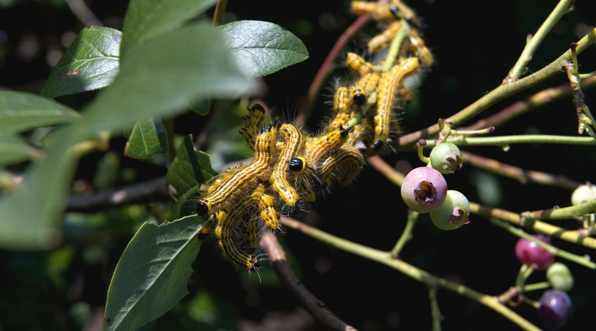 Larvas de mosca de sierra comiendo un arbusto de arándanos.  Las larvas tienen cuerpos blandos alargados y peludos de color amarillo brillante con rayas longitudinales negras en la espalda.  El arbusto de arándano tiene bayas redondas casi maduras de color verde-púrpura.