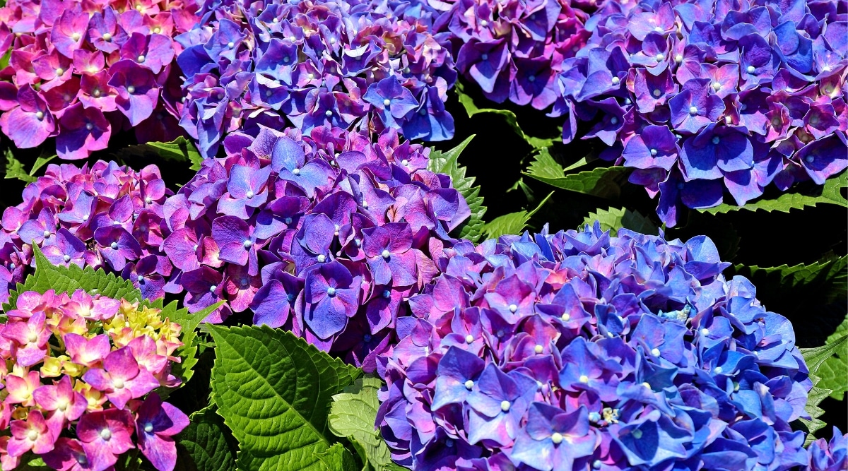 Primer plano de un floreciente arbusto de hortensias 'Seaside serenade Newport' en un jardín soleado.  Las flores son grandes, esféricas, compuestas por muchas flores de color azul púrpura, densamente agrupadas.  Las hojas son de color verde oscuro, texturizadas, ovaladas, con puntas puntiagudas y bordes dentados.