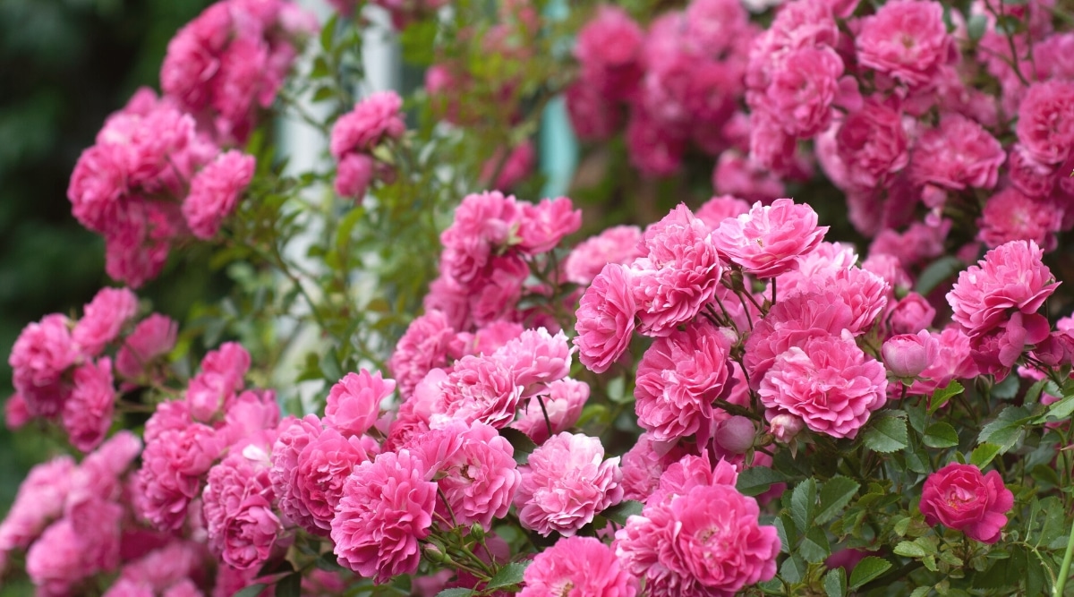 Exuberante rosa floreciente, primer plano.  La planta tiene hermosos racimos exuberantes de pequeñas flores rosadas dobles con pétalos ligeramente ondulados.