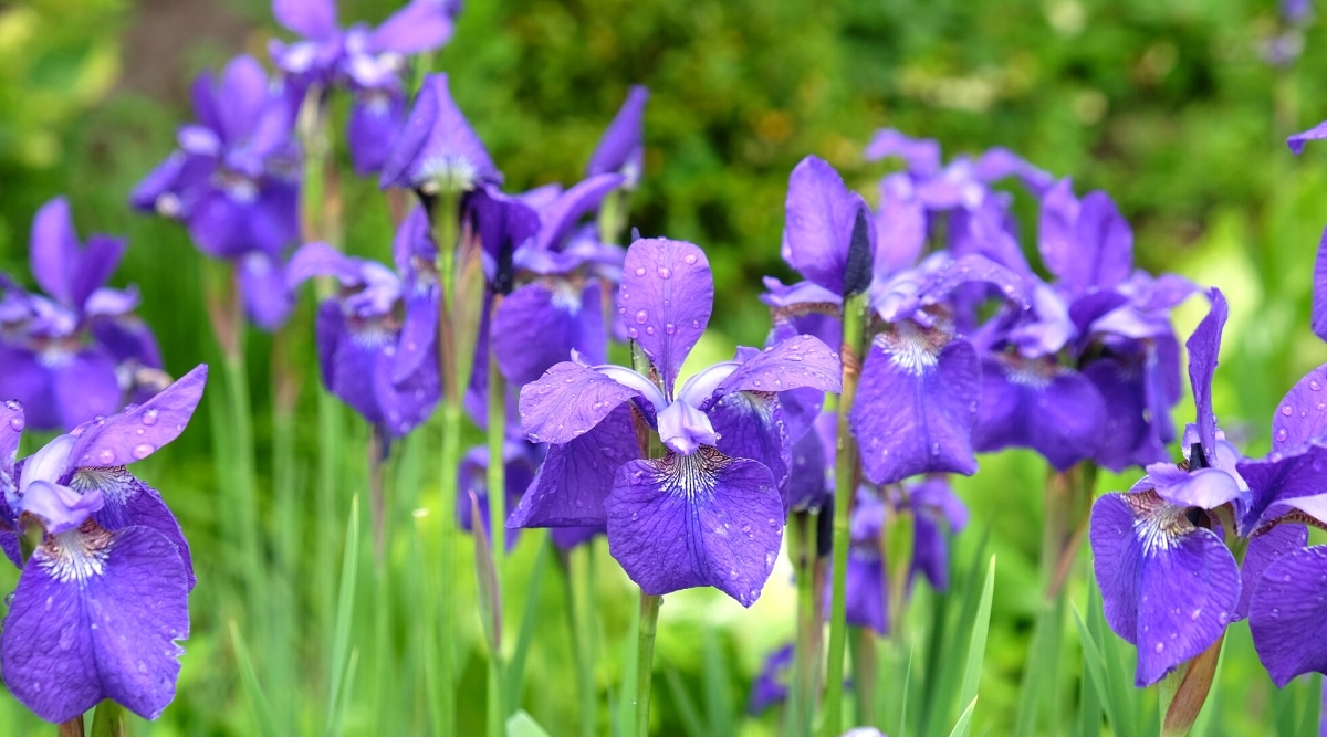 Un primer plano de un iris siberiano vibrante con pétalos de color púrpura intenso y acentos blancos en el centro.  Los pétalos son delicados y ligeramente curvados, con una textura aterciopelada agradable a la vista.  Los tallos verdes son delgados y proporcionan una base sólida para que florezcan las flores.