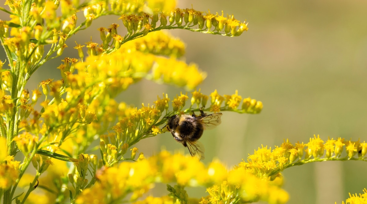 Primer plano de un abejorro que cuelga de una rama delgada de color verde claro con pequeñas flores de color amarillo brillante que recubren el tallo.  El fondo es amarillo verdoso y muy borroso.
