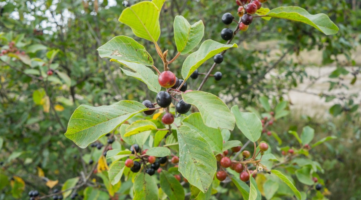 Un primer plano de espino cerval muestra su fruto parecido a una baya, que es de color rojo y negro.  Sus hojas son ovaladas, sub-opuestas, brillantes y de color verde.  Otras plantas de espino cerval se pueden ver en el fondo.