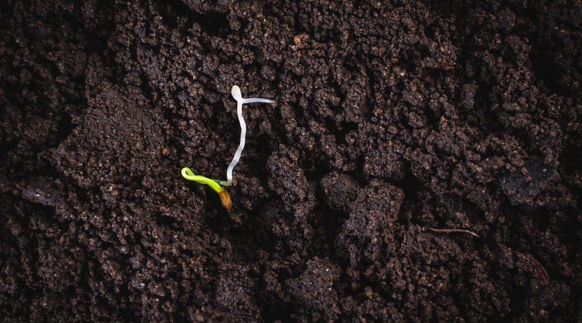 Primer plano, vista superior, las semillas de una zanahoria brotando en forma de una fina raíz blanca y un tallo verde.  El suelo alrededor es marrón oscuro, húmedo.