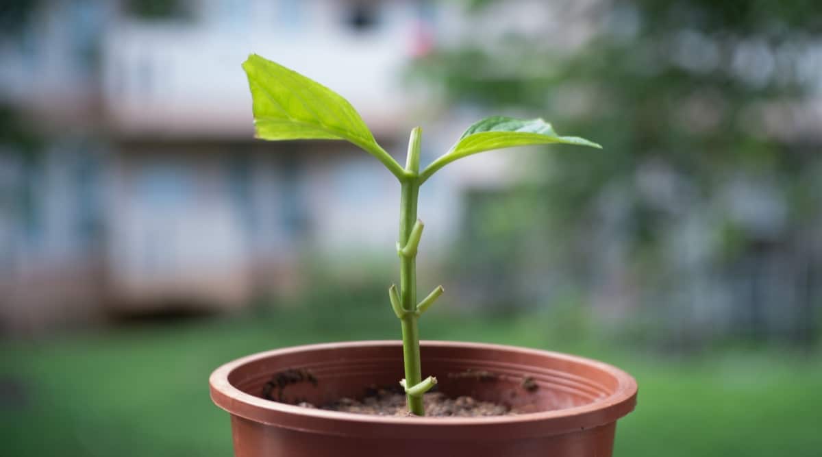 Un primer plano de una planta pequeña con hojas recortadas en la parte inferior.  Las hojas superiores están divididas por la mitad y son de color verde.  Se planta en una maceta marrón.