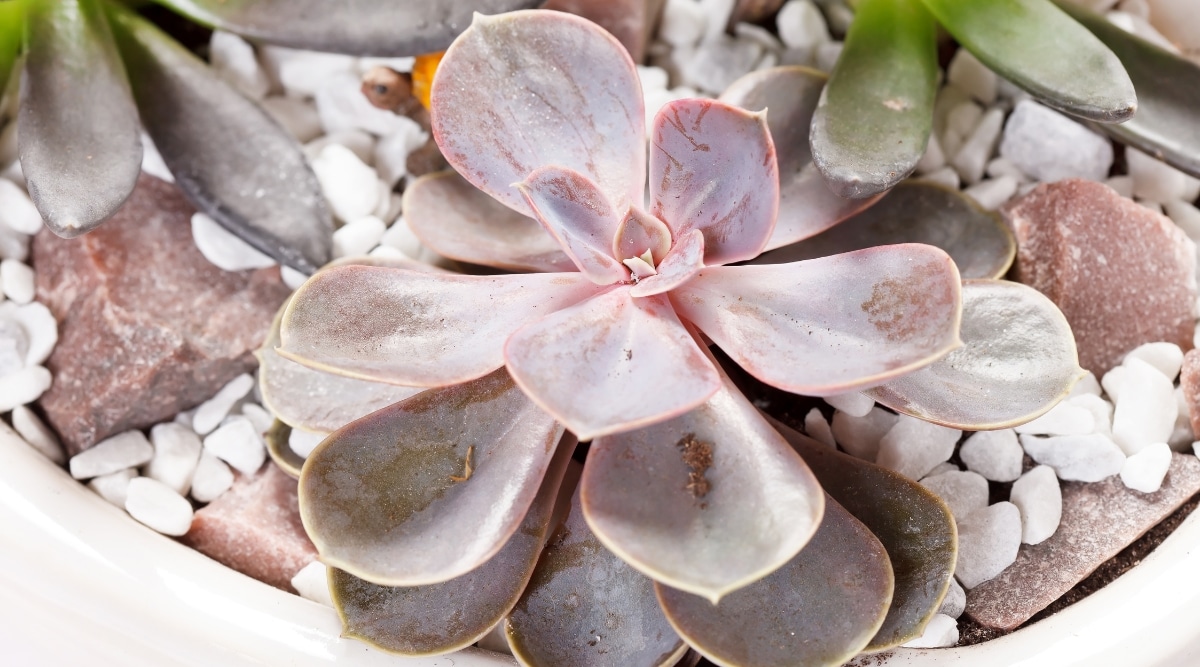 Un primer plano de una pequeña y blanda suculenta en forma de roseta con una cubierta cerosa de color rosa pálido.  Se cultiva en maceta con otras plantas suculentas y piedras decorativas.