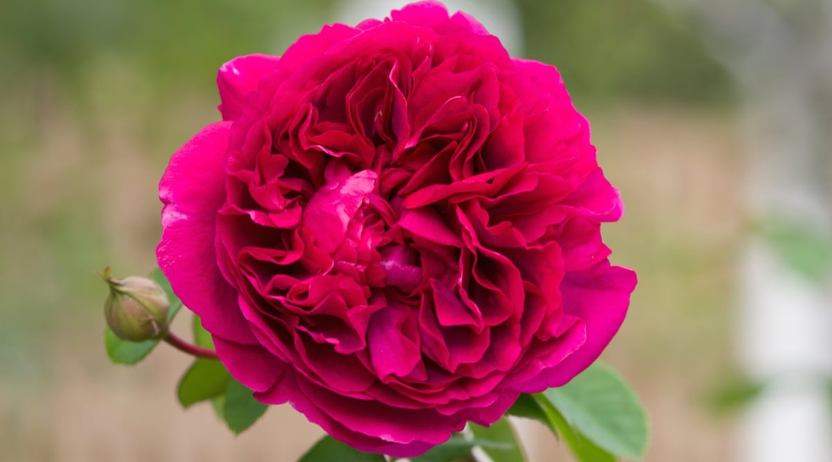 Primer plano de una rosa floreciente 'La Dama Oscura' contra un fondo borroso.  Rose 'The Dark Lady' tiene flores de granate oscuro rizadas a la antigua.