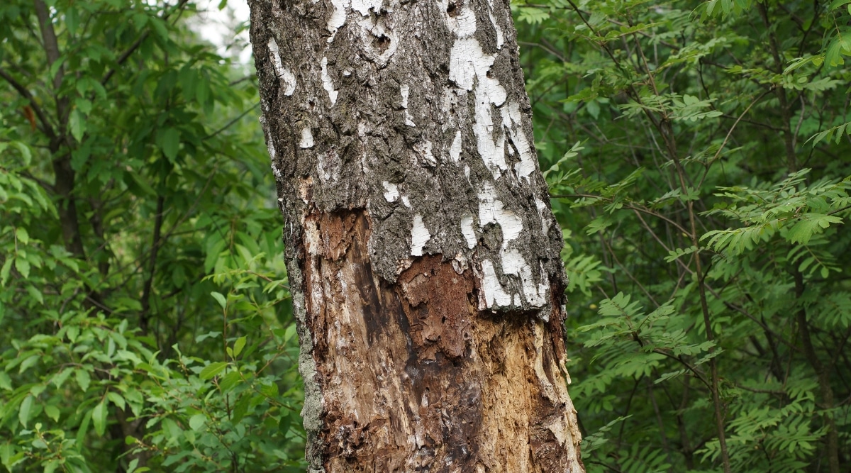 Una vista de cerca del tronco de un árbol revela los efectos destructivos de la escala de corteza de Crapemyrtle.  El insecto ha dañado el hombro, dejándolo agrietado y descolorido.  En el fondo, un frondoso bosque de árboles verdes contrasta con el árbol dañado.