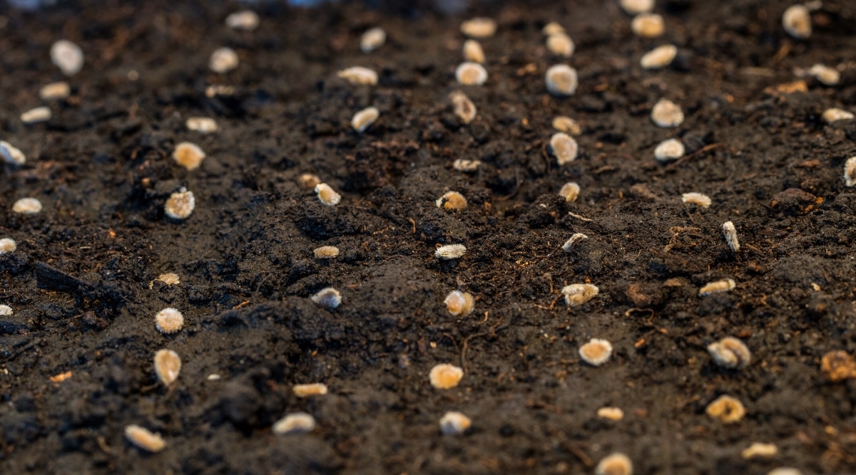 Primer plano de semillas de zanahoria sembradas en suelo húmedo, en el jardín.  Las semillas están dispuestas en seis filas.  Las semillas son pequeñas, ovaladas, de color marrón claro.