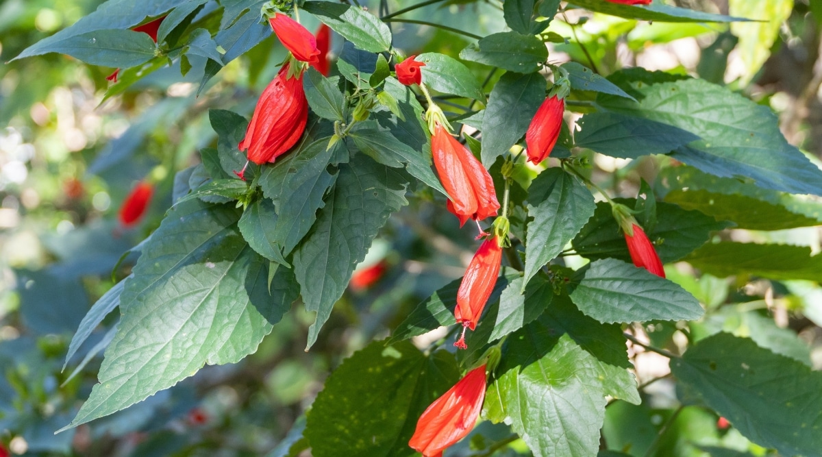 Primer plano de Wax Mallow con flores que están rizadas y de color rojo.  Sus hojas son acorazonadas, alternas y de color verde oscuro. 