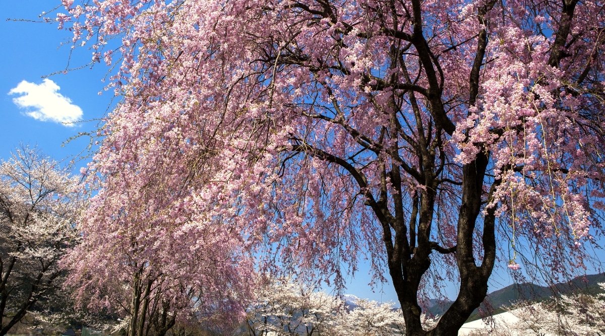 Este cerezo llorón está adornado con delicadas flores rosadas y blancas, que crean un sorprendente contraste con sus ramas oscuras.  Las flores están en plena exhibición, añadiendo un toque de elegancia al entorno.  Contra el cielo azul claro, el árbol se destaca como una hermosa maravilla natural.