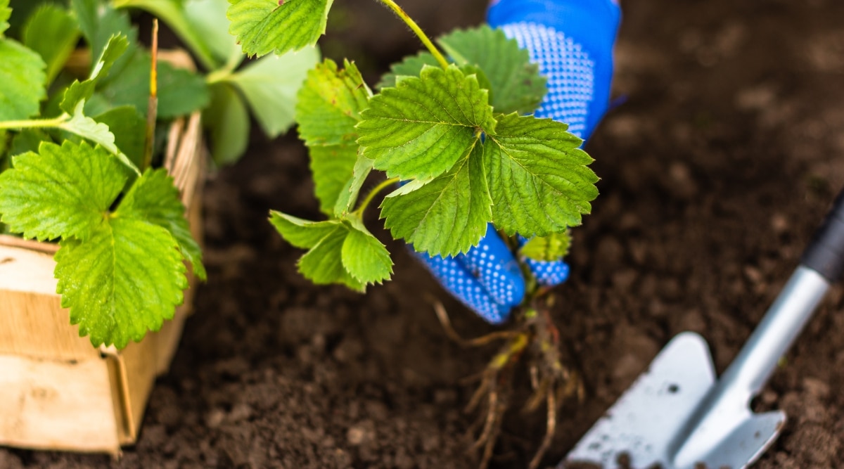 Se ve a un jardinero con guantes azules plantando una planta de fresa en suelo marrón con una pala pequeña.  La planta está en maceta y sus hojas son grandes y verdes, con bordes dentados. 