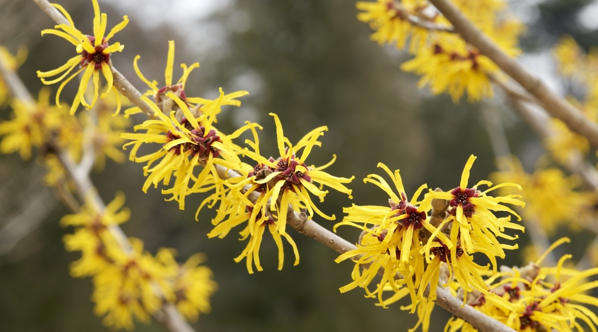 Primer plano de las flores de Witch Hazel que son pequeñas y delicadas, con finos pétalos amarillos que forman una forma de estrella.  Las ramas marrones de la planta se extienden en varias direcciones, creando una apariencia retorcida y sinuosa. 