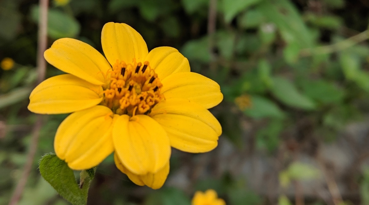 Primer plano de una flor de Zexmenia que es pequeña, parecida a una margarita, con un disco central.  Los pétalos son estrechos, puntiagudos y de color amarillo.  Su hoja tiene pequeños pelos y es de color verde. 
