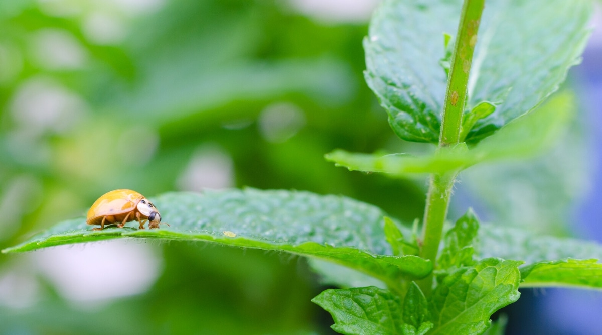 Primer plano de una mariquita que se alimenta de pulgones en una planta.  La mariquita es un pequeño escarabajo naranja redondeado con unas características manchas negras en las alas.  Los áfidos son insectos diminutos con cuerpos blandos ovalados de color verde.